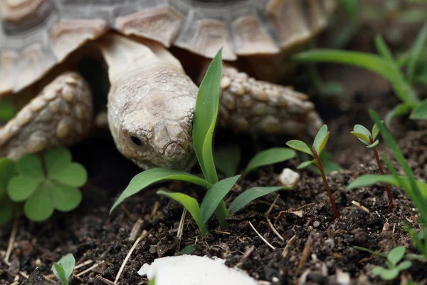 Afryki zachęciły żółw (Sulcata) — Zdjęcie stockowe