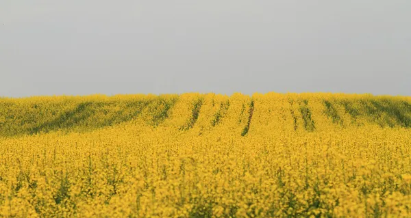 Campo di Colza — Foto Stock