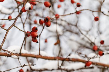 Kırmızı kuşburnu