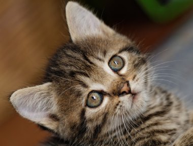 Tabby yavru kedi