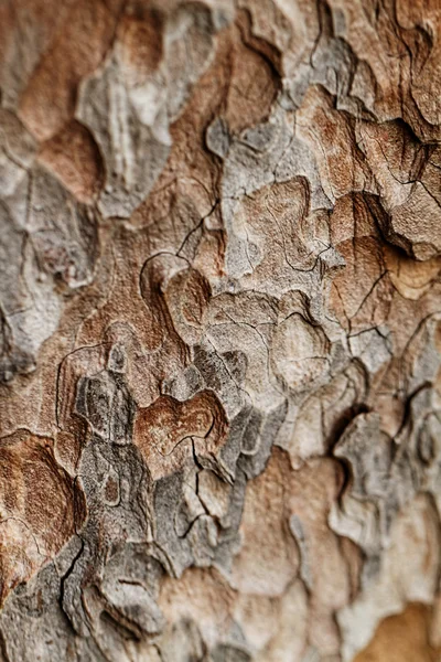 Dřevěná konstrukce. makro borovice — Stock fotografie