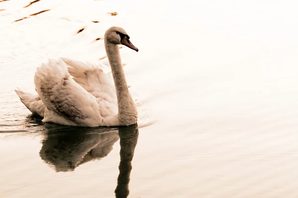 Cisne solitário — Fotografia de Stock