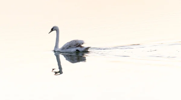 Eenzame zwaan — Stockfoto