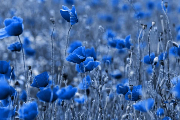 Roter Mohn — Stockfoto