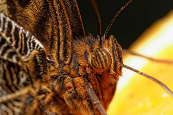 Bir kelebeğin makro fotoğraf — Stok fotoğraf