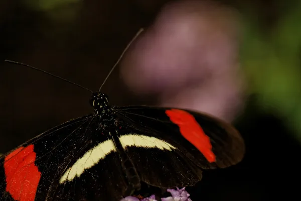 Heliconius erato — Foto de Stock