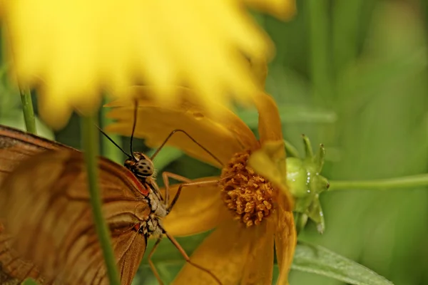 Mariposa naranja — Foto de Stock