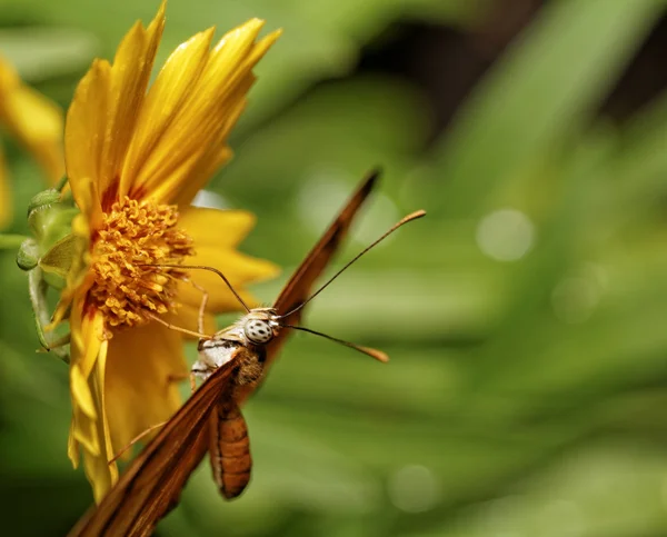 Mariposa naranja — Foto de Stock