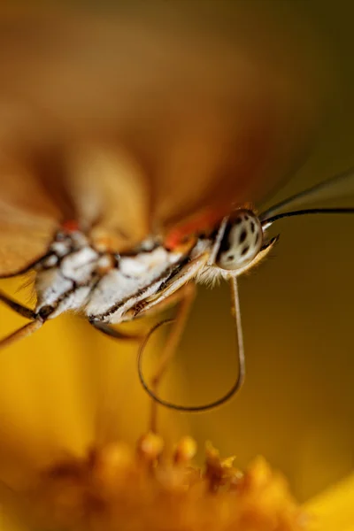 Orangenschmetterling — Stockfoto