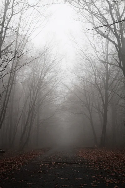 Albero nella nebbia — Foto Stock