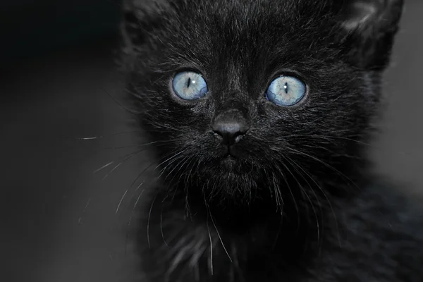 Чёрный котёнок — стоковое фото