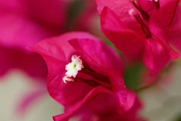 Fleurs de Bougainville — Photo