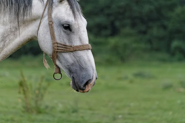 Caballo blanco —  Fotos de Stock