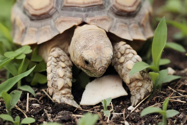 Afrikaanse aangespoord Tortoise (Sulcata) — Stockfoto
