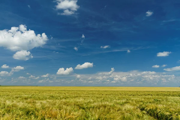 Green and yellow wheat — Stock Photo, Image