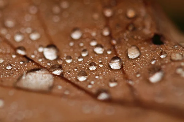 Foglie cadute coperte di gocce di pioggia — Foto Stock