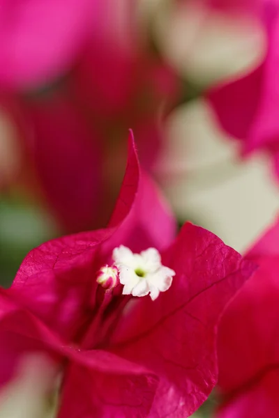 Bougainville çiçekler — Stok fotoğraf