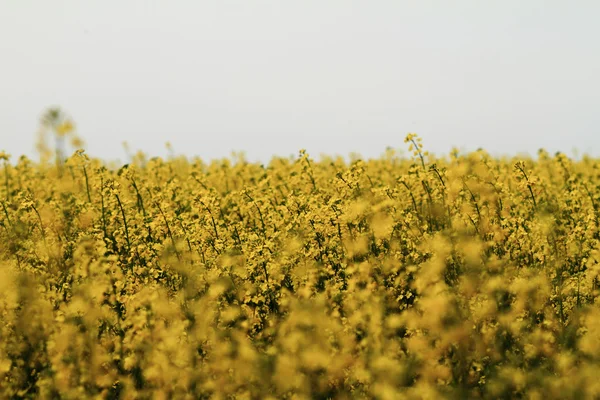 Campo de Colza — Fotografia de Stock