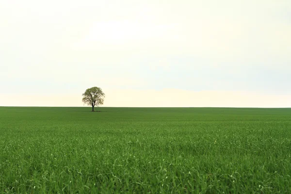 Träd på gröna fält — Stockfoto