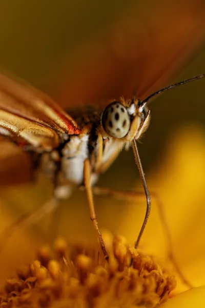 Oranžový motýl — Stock fotografie