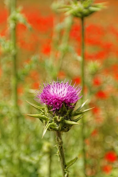 Chardon violet fleur — Photo