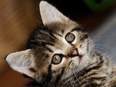 Tabby yavru kedi