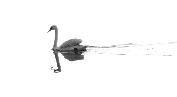 Lonely swan — Stock Photo, Image