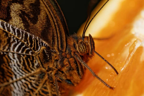 Fotografia macro de uma borboleta — Fotografia de Stock