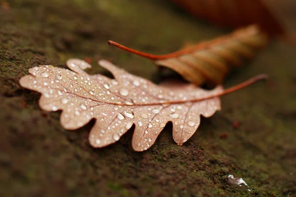 Hojas caídas cubiertas con gotas de lluvia — Foto de Stock