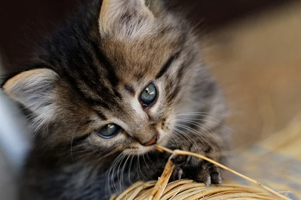 Gatito de Tabby — Foto de Stock