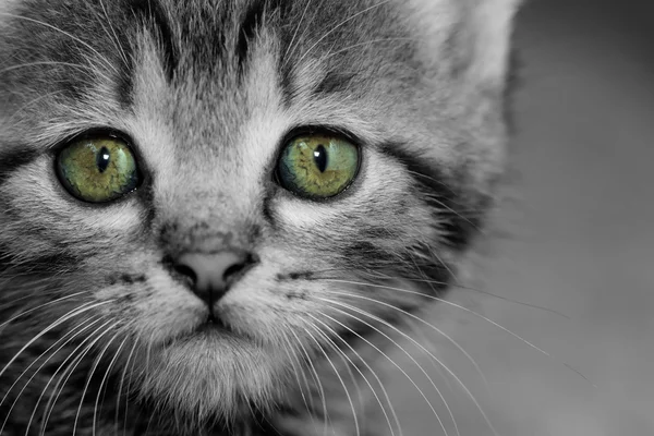 Gatinho de mesa — Fotografia de Stock