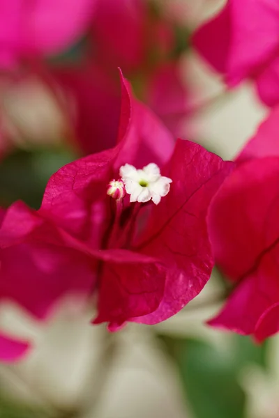 Bougainville çiçekler — Stok fotoğraf