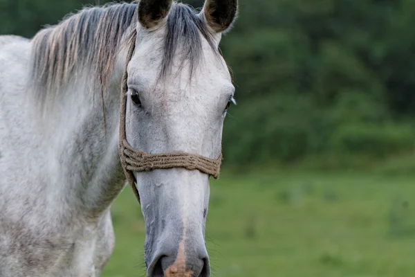 Caballo blanco — Foto de Stock