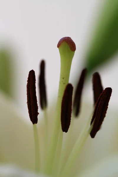 Flower blurred — Stock Photo, Image