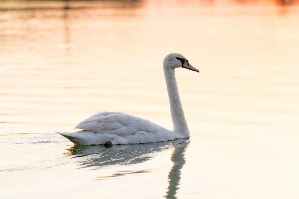 Cisne solitário — Fotografia de Stock