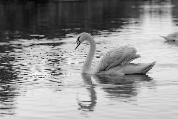 Cigno solitario — Foto Stock