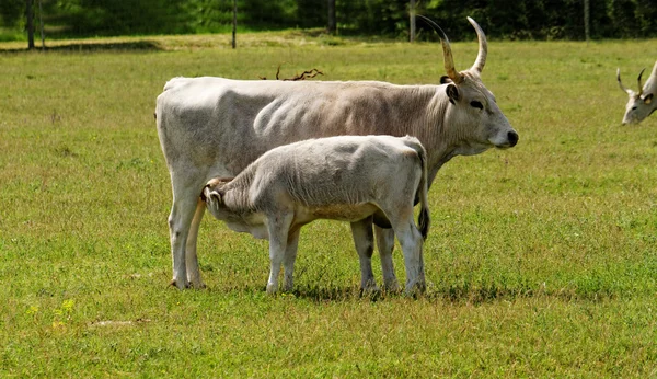 Ganado gris — Foto de Stock