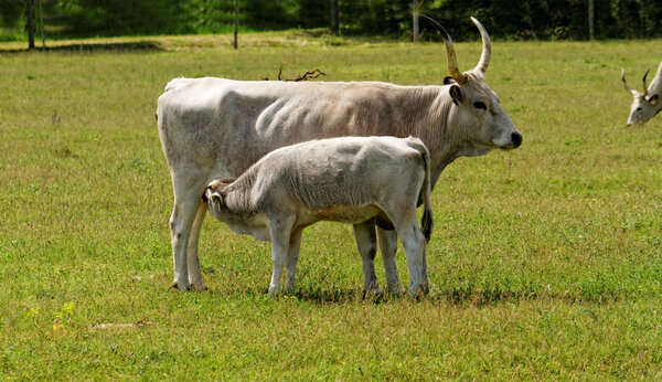 Gray cattle