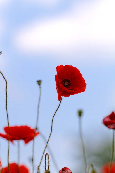 Red poppies — Stock Photo, Image