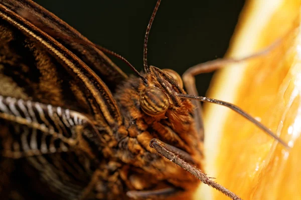 Макрофотография бабочки — стоковое фото
