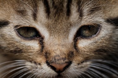 Tabby yavru kedi