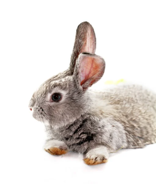 Gray rabbit — Stock Photo, Image