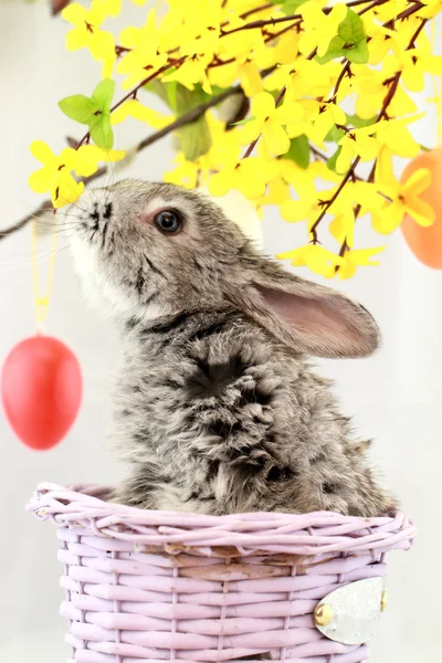 Conejo gris —  Fotos de Stock