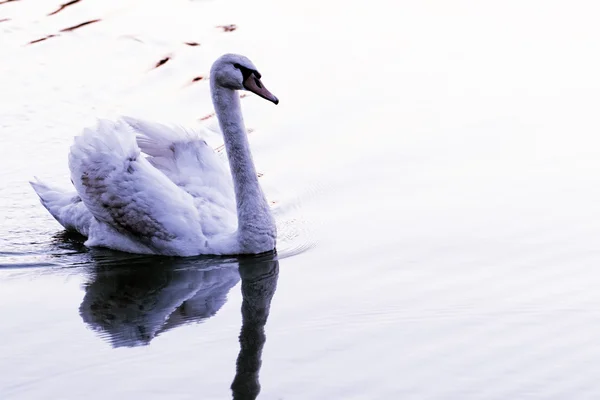 Cisne solitario — Foto de Stock