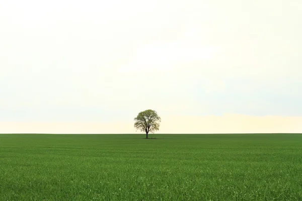 Arbre sur champ vert — Photo