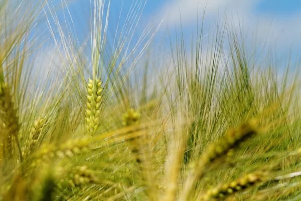 Green and yellow wheat — Stock Photo, Image