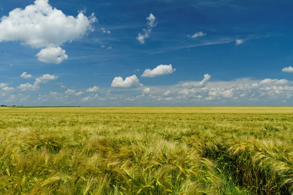 Yeşil ve sarı buğday — Stok fotoğraf