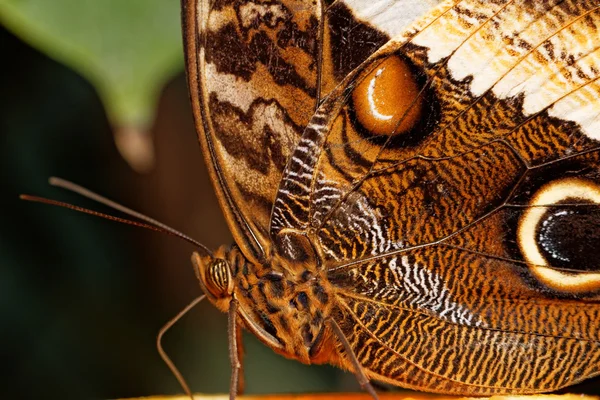 Makro fotografie motýlí křídlo — Stock fotografie