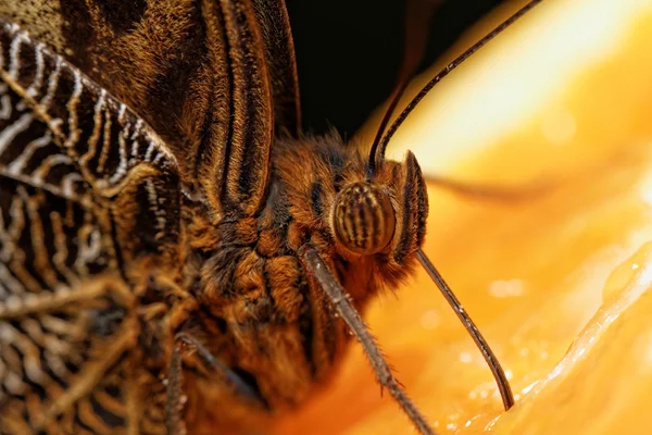 Macro fotografía de una mariposa — Foto de Stock