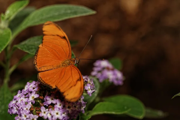 Pomarańczowy motyl — Zdjęcie stockowe